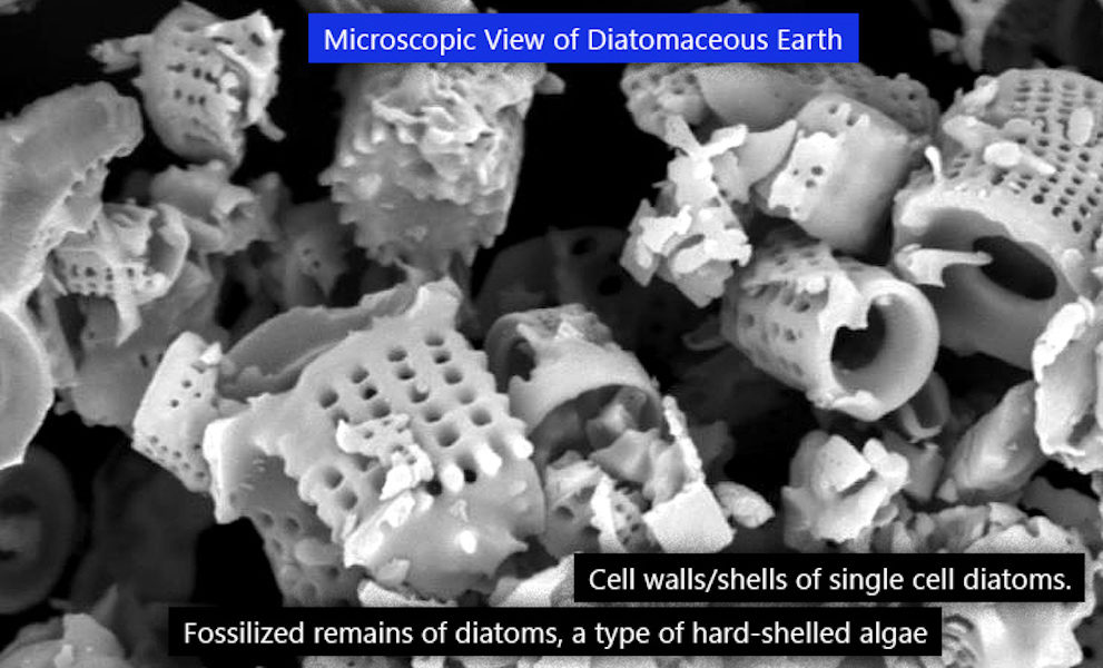 Diatomaceous Earth