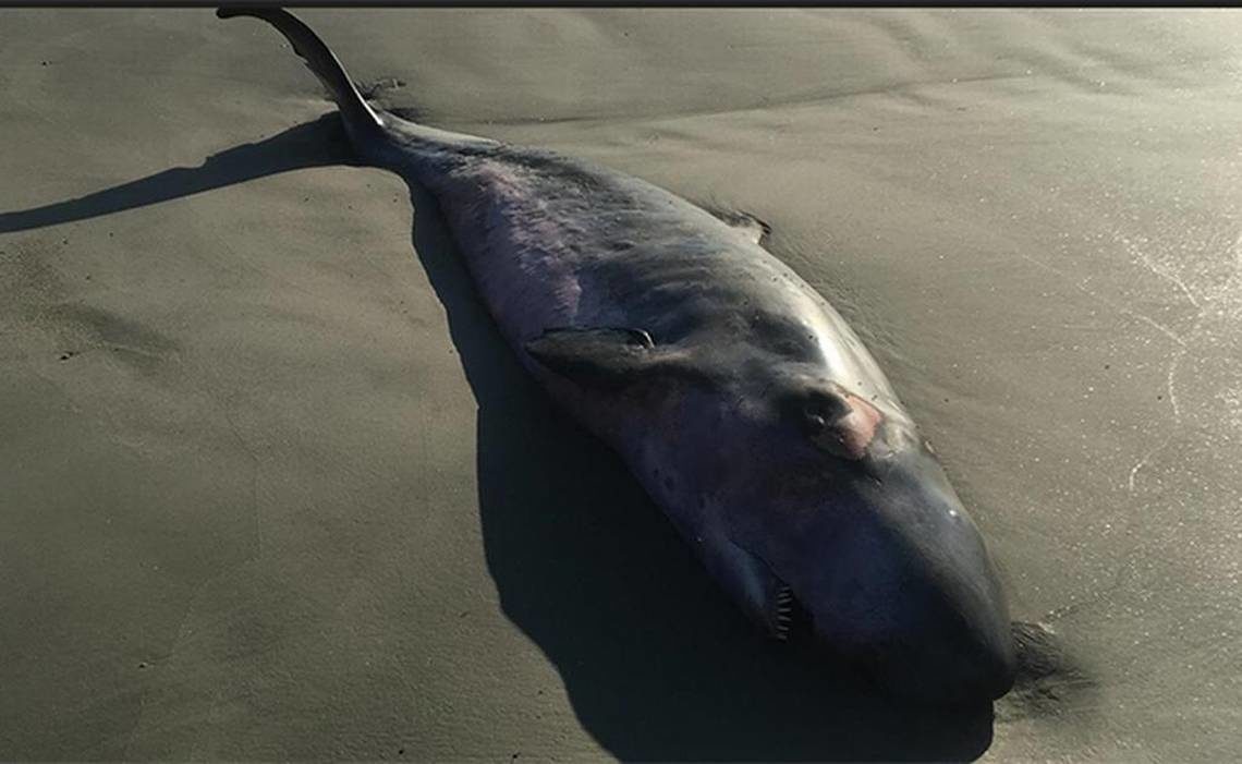 The pygmy sperm whale found washed up on Daufuskie Island