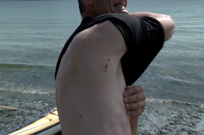 seal attack