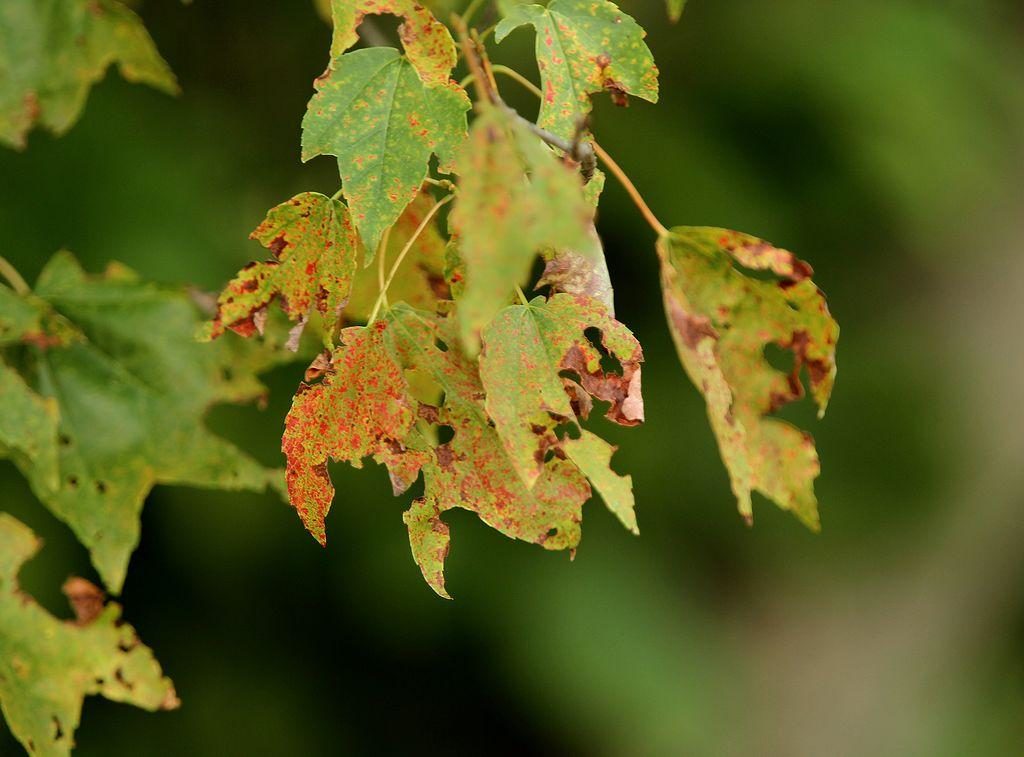The tar spot fungus has flourished following wet, cool weather earlier this year