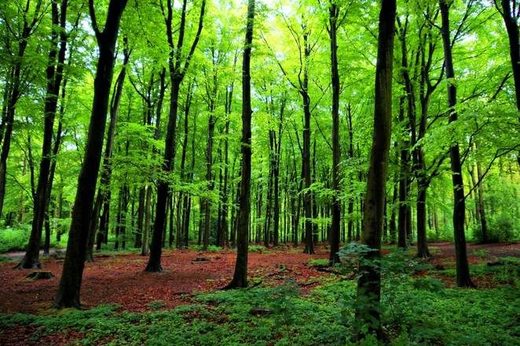 trees