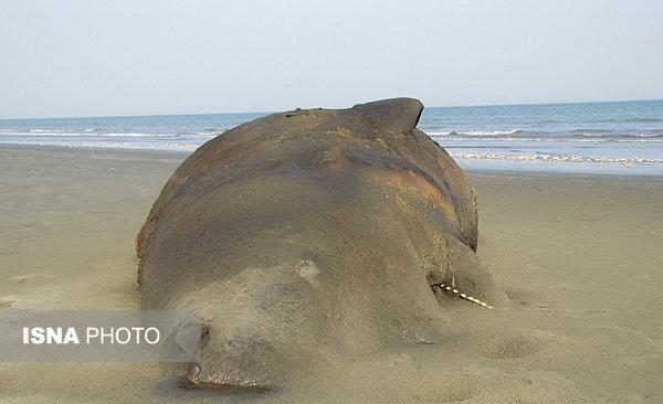 Bryde’s whale