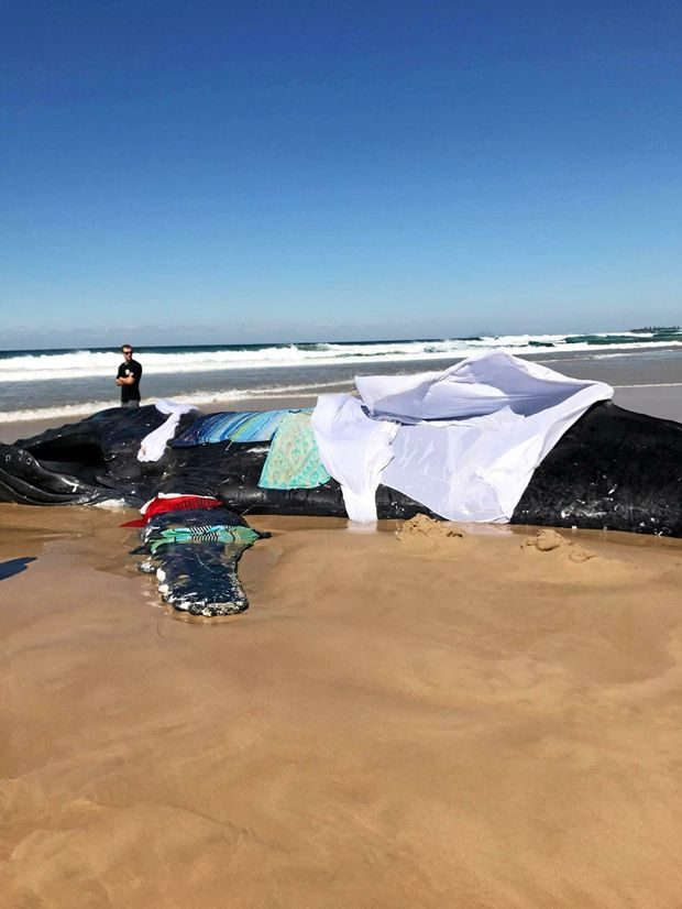Volunteers work in vain to save a humpback that beached itself north of Red Cliff.