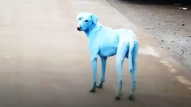 Click to enlarge Blue Dog1