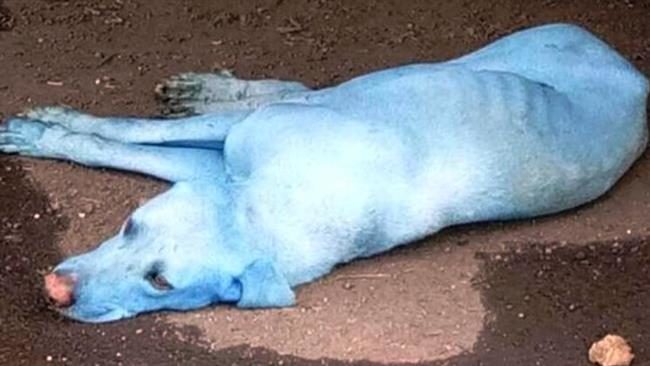 Click to enlarge Blue Dog2