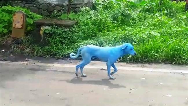 Click to enlarge Blue Dog3