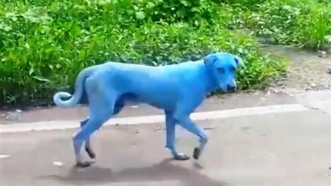 Click to enlarge Blue Dog4