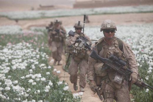 US soldiers poppy fields