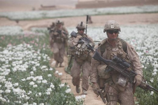 Click to enlarge US soldiers poppy fields