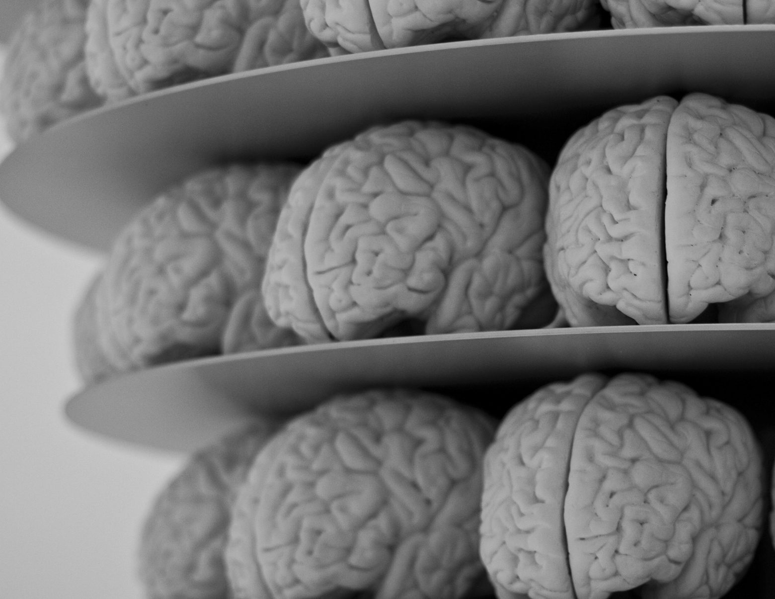 brains