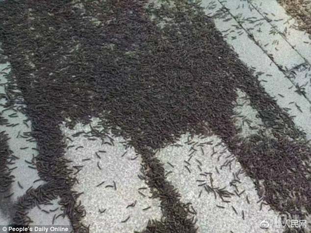 Video clips shows hundreds of black millipedes crawling on the floor, covering the tiles