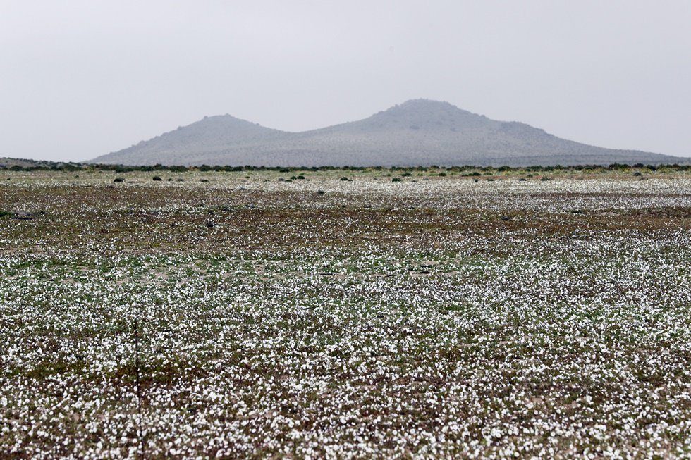 Atacama Desert in bloom