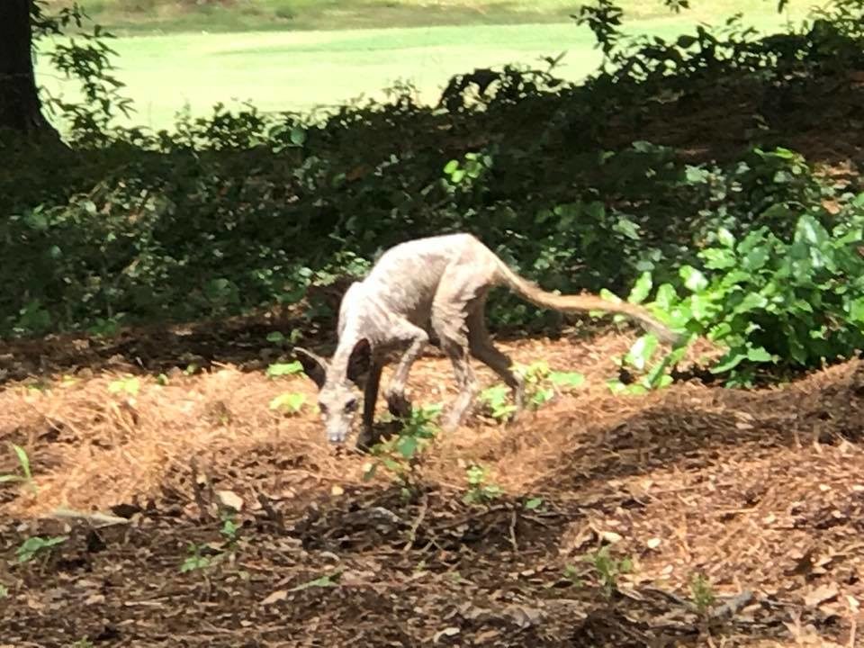 chupacabra