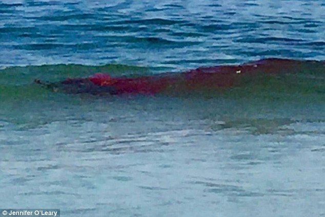 shark attack seal