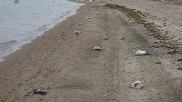 Carcasses of dead snow geese are seen on the shoreline, near the Nunavut community of Cambridge Bay. A resident said the birds dotted the shoreline for at least 20 kilometres.