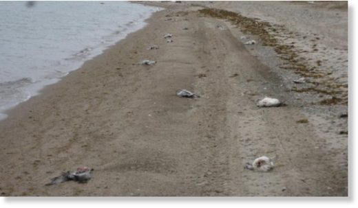 Carcasses of dead snow geese are seen on the shoreline, near the Nunavut community of Cambridge Bay. A resident said the birds dotted the shoreline for at least 20 kilometres.