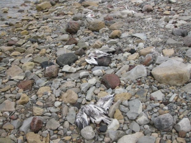 A wildlife biologist says he believes the most likely explanation for the dead geese is an avian disease outbreak, such as avian cholera.