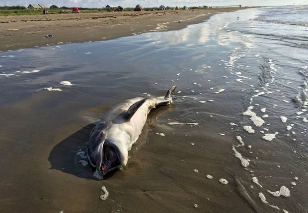 dead dolphin