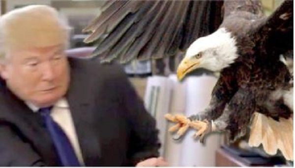 Trump bald eagle