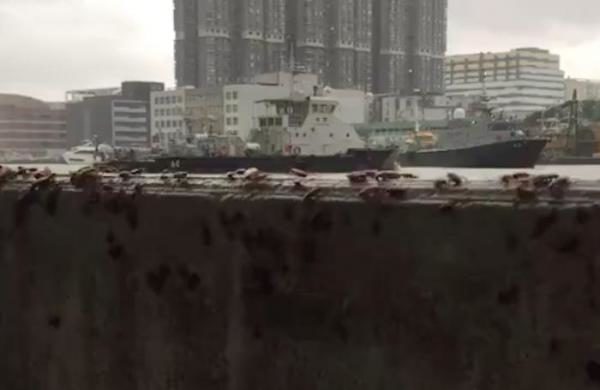cockroaches
