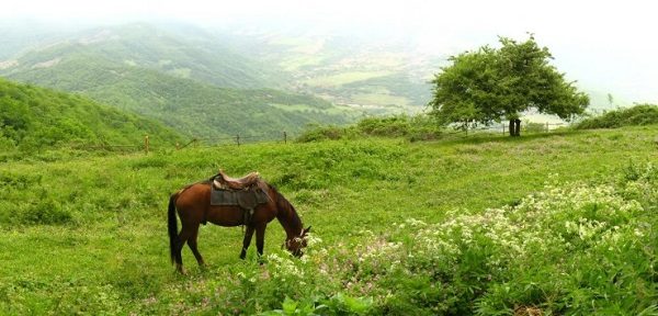 Armenian horses