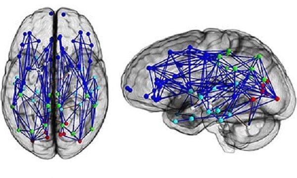 brain neural map