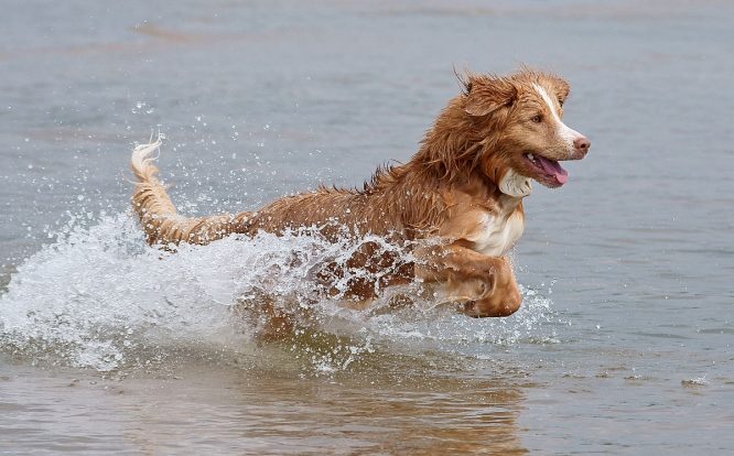 river dog