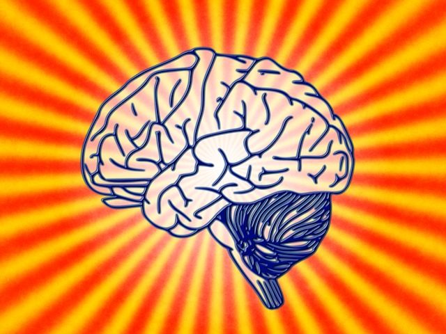 the brain