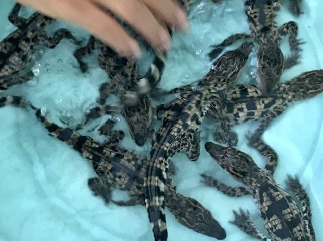 crocodiles