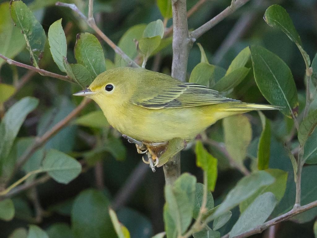A unique sighting of the American Yellow Warbler.