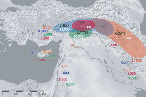 Click to enlarge Origin of livestock domestication