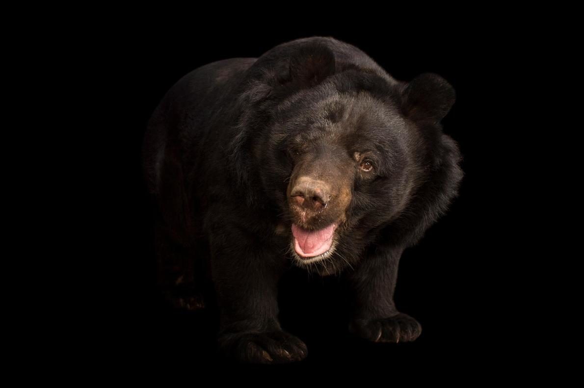 Click to enlarge Asian bear