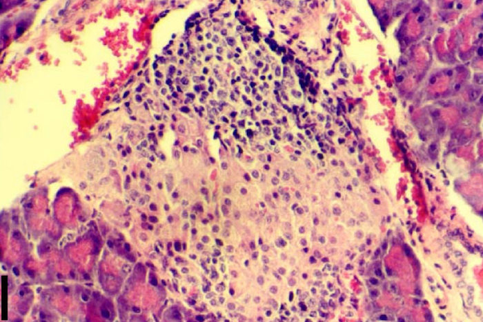 human cells