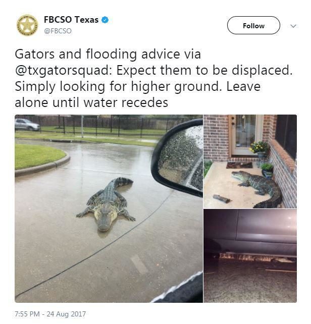 Click to enlarge gators