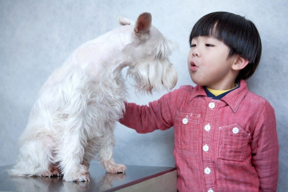 animal companion