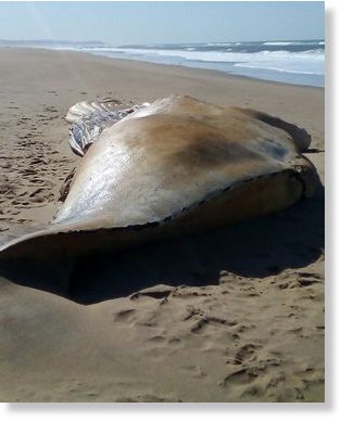 Click to enlarge A dead Humpback whale has washed up on the beach near Mtunzini on the KZN North Coast, next to the Umlalazi Nature Reserve.