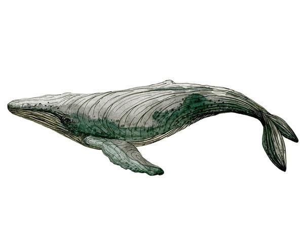 whale