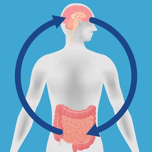 Click to enlarge gut bacteria
