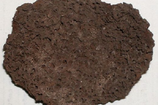 Armenian old brain