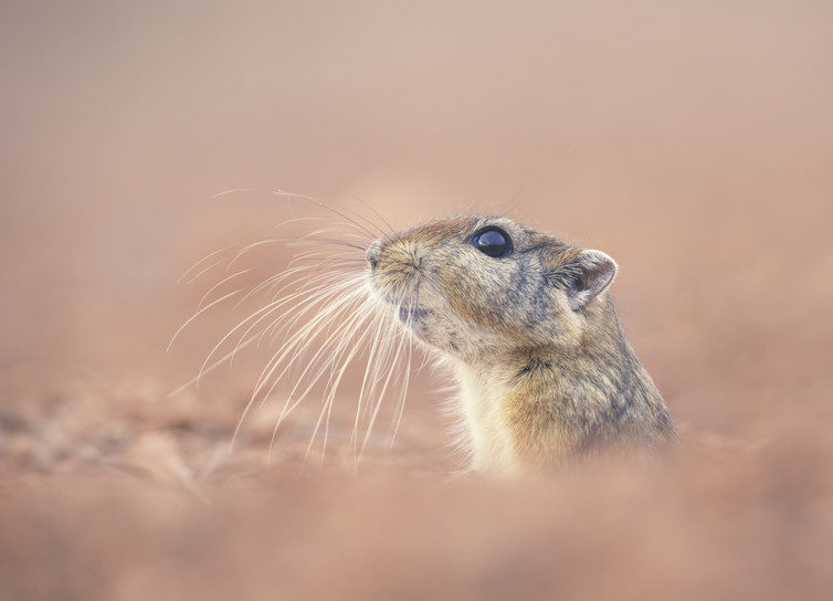 Prairie dog