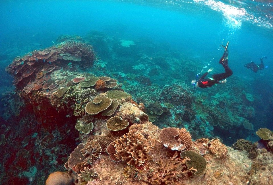 coral reef
