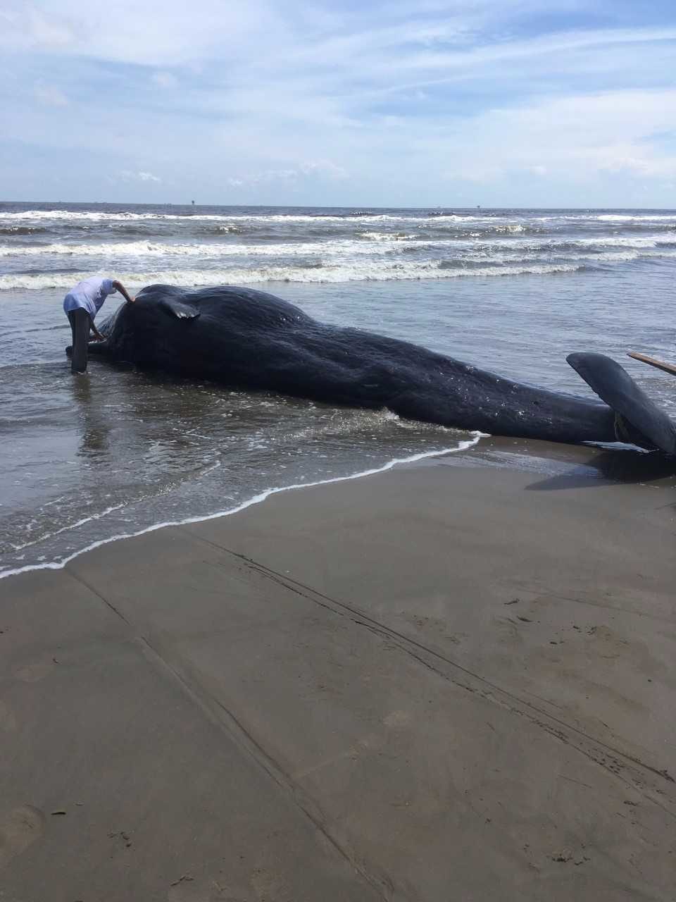 dead whale