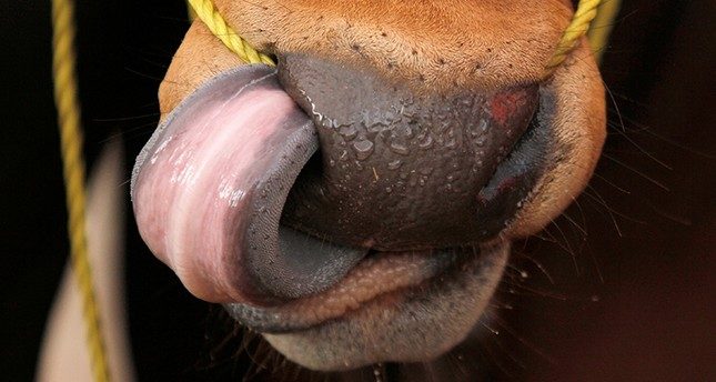cow and tongue