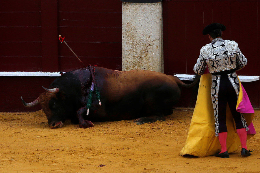 Click to enlarge gored bull in bullfight