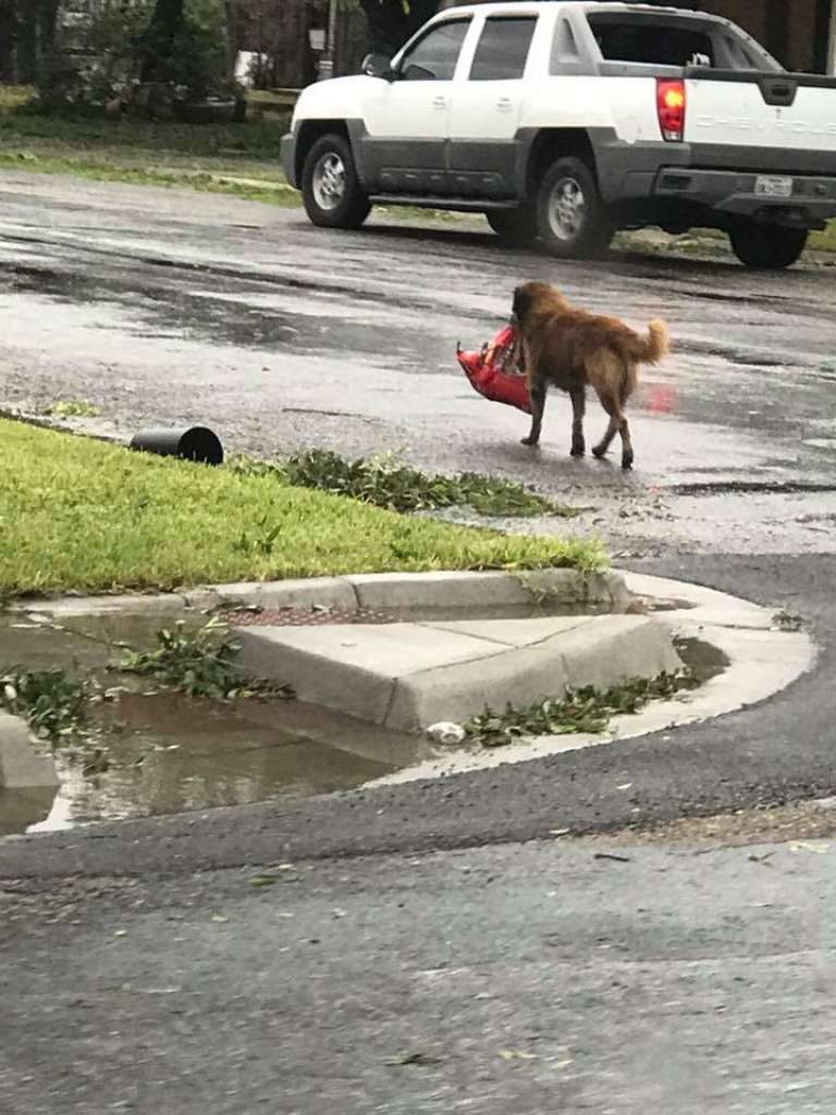 dog dog food Herricane Harvey