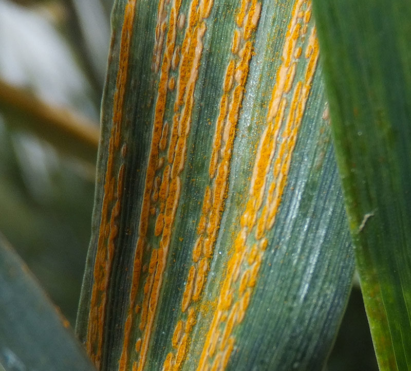 Click to enlarge stripe rust