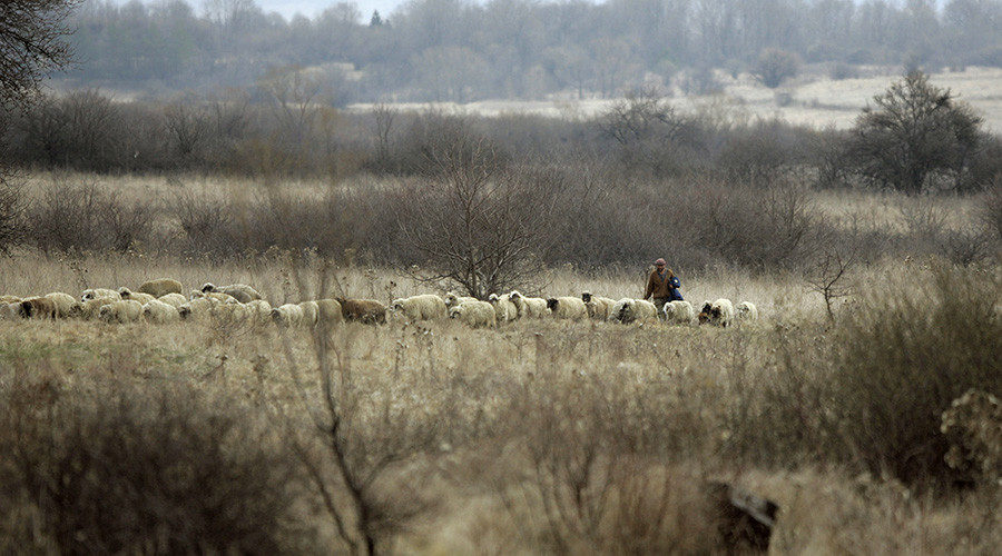 Sheep herder in Sirbia