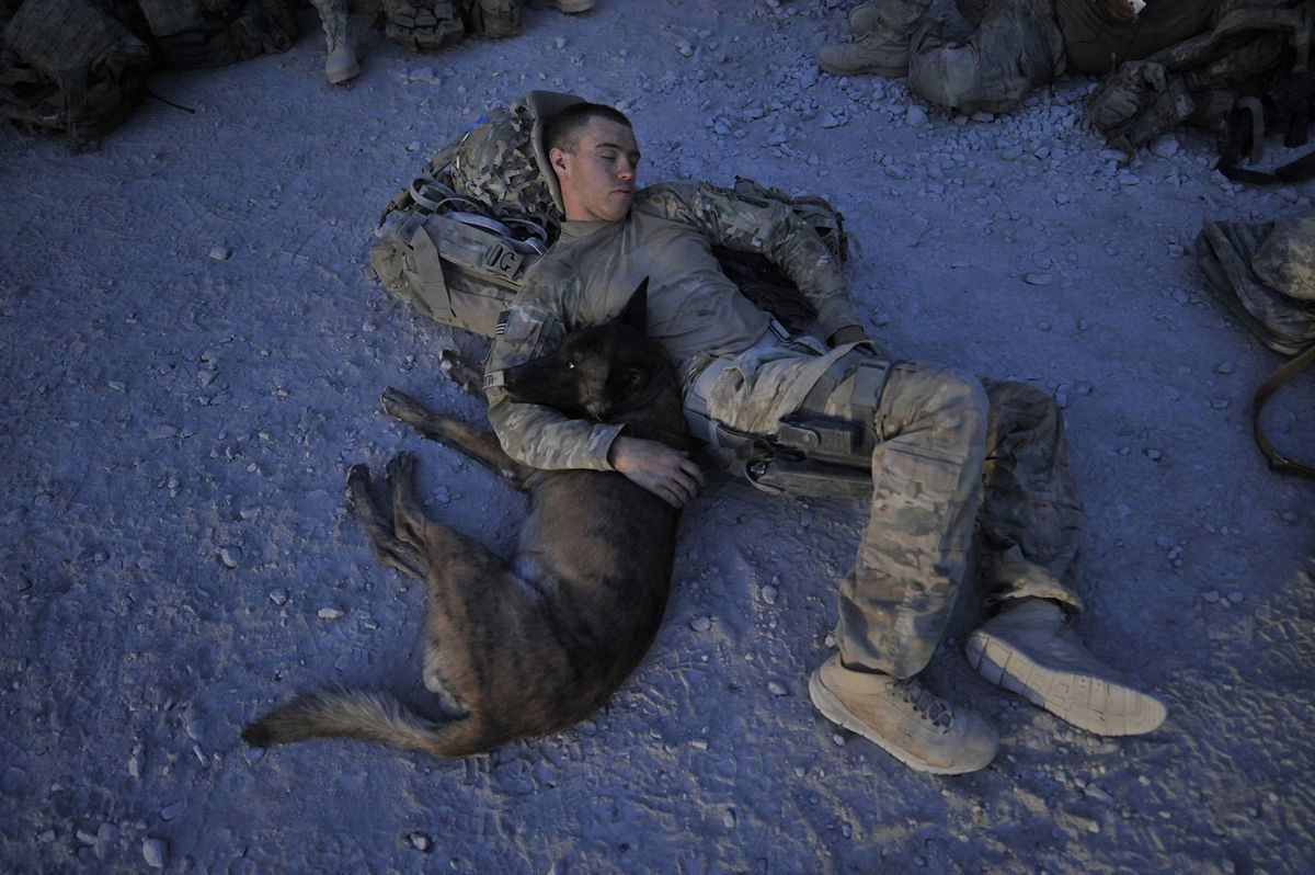 US soldier and dog