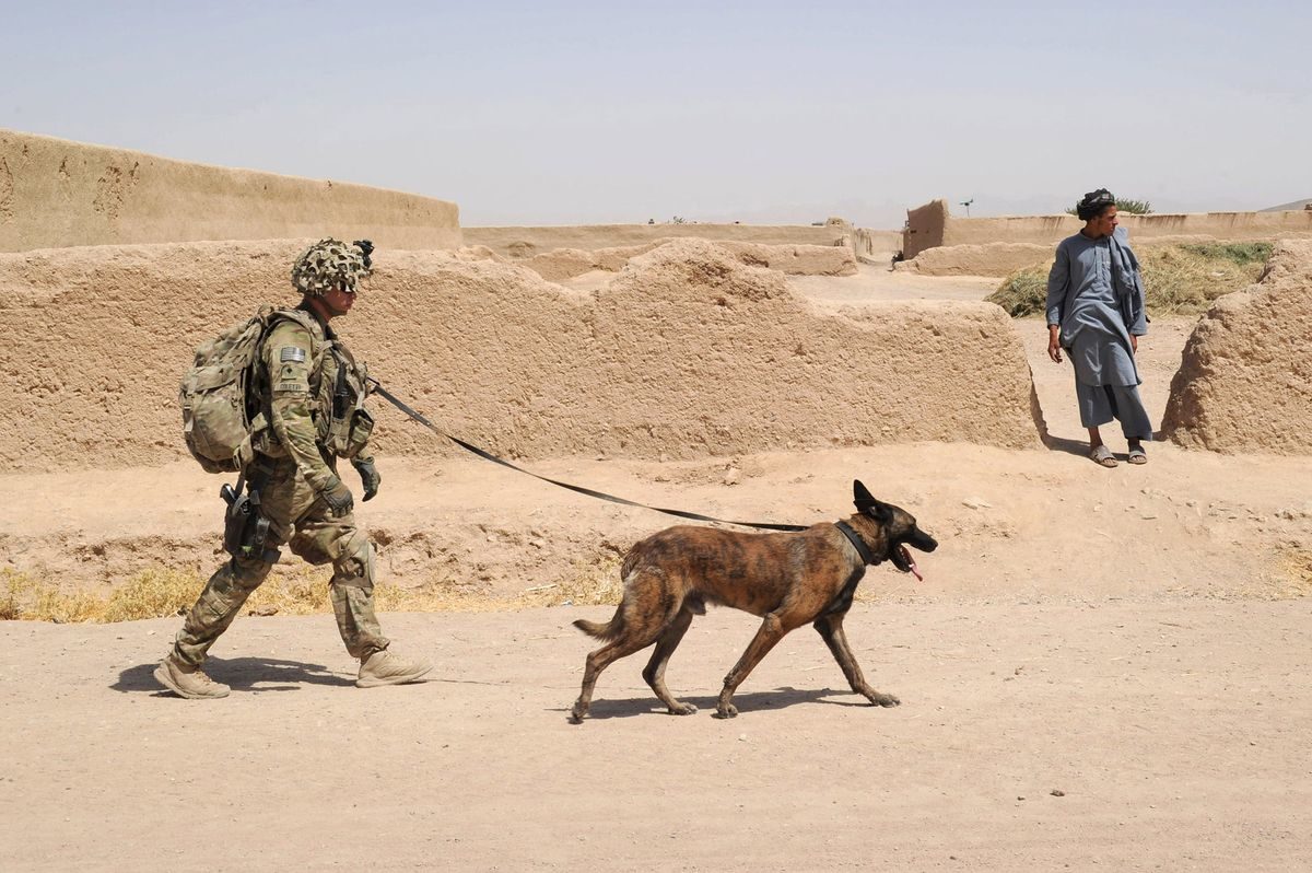 Click to enlarge US soldier and war dog Afghanistan