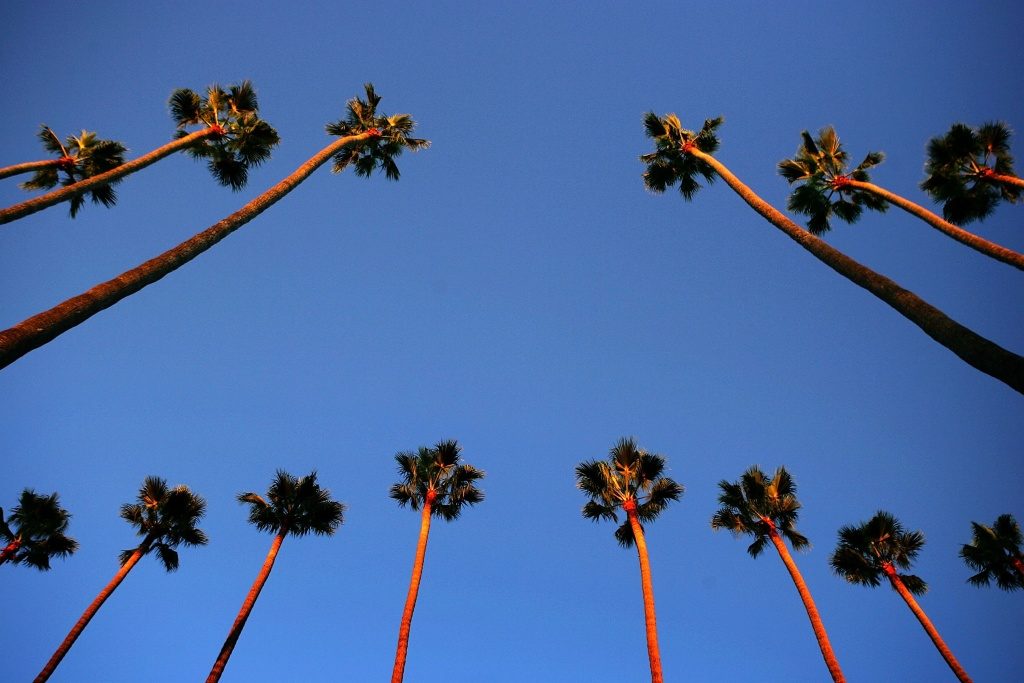 Click to enlarge palm trees